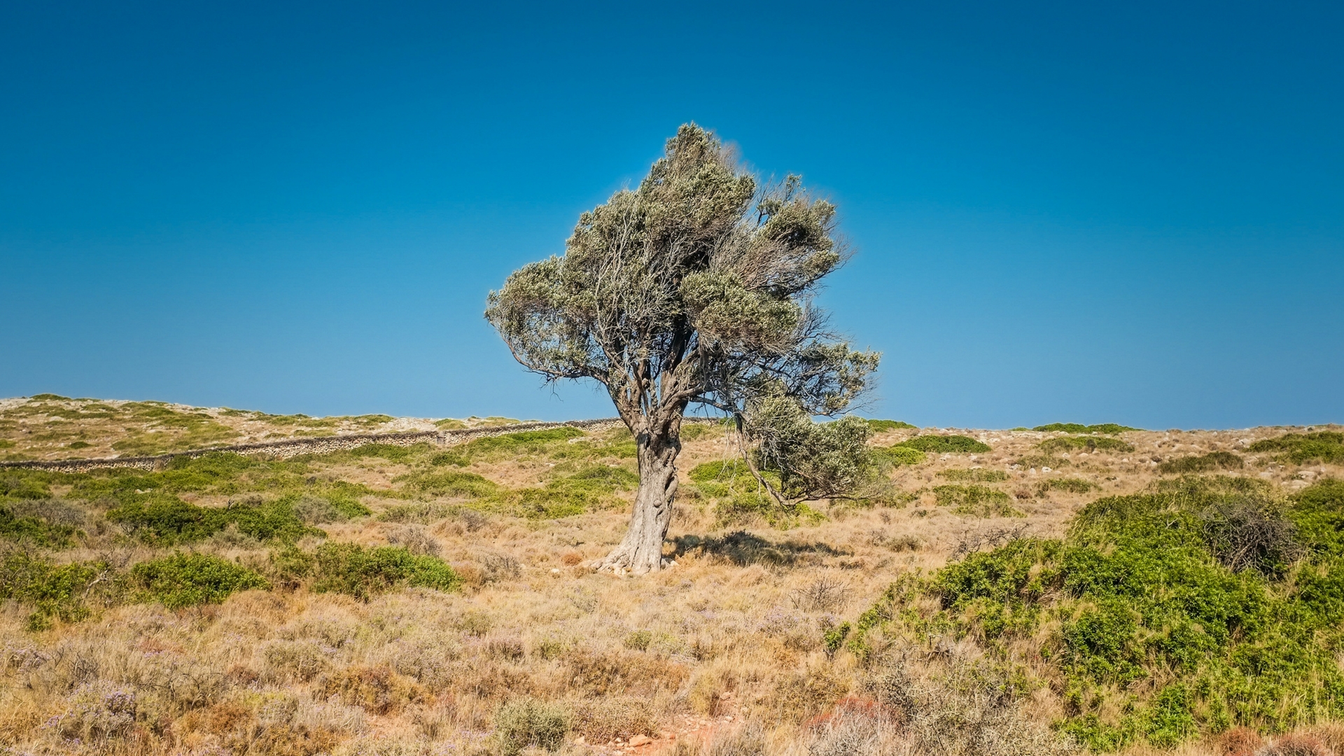 Methodology for surface run-off for conservation planning of semi-arid watersheds using satellite imagery